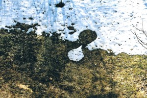 Snödroppe/Drop of Snow